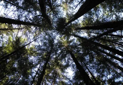 Alaska Native corporations take fight over carbon credits revenue to court
