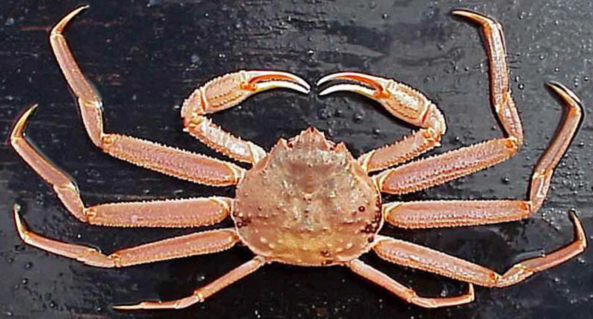 Inside Kodiak's crab standoff