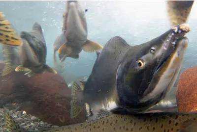 Interesting stuff: Utility data request gets rejected, a heat pump in every village home, and a "zero-sum game" for pink and sockeye salmon?